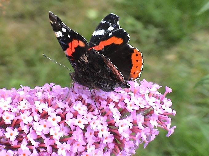 Natur 0055.JPG